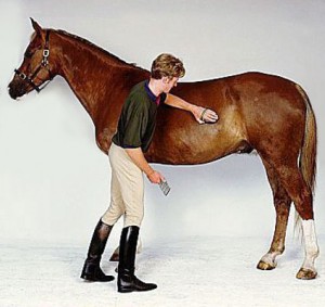 Horse Grooming